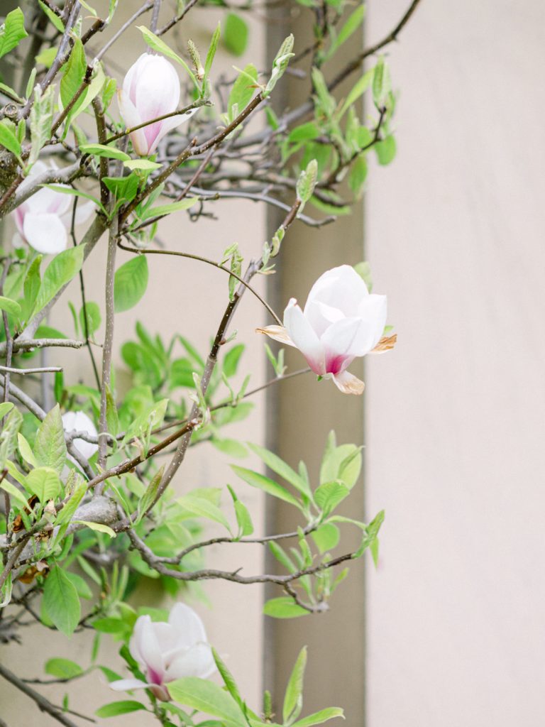 Magnolia in bloom at Iscoyd Park