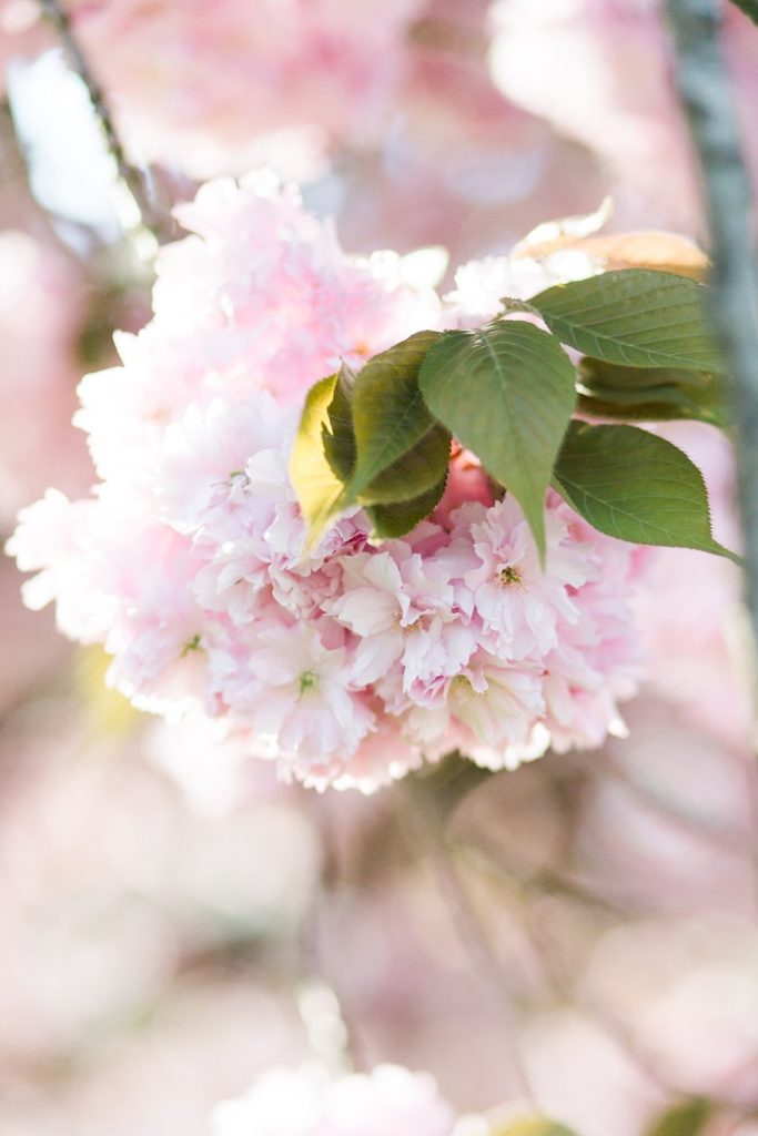 Some spring blossom featured in a springtime engagement photo shoot