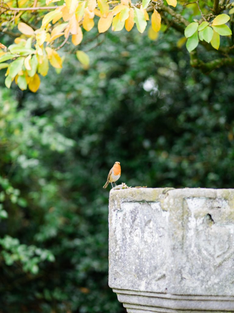 Gardens at Dorfold Hall