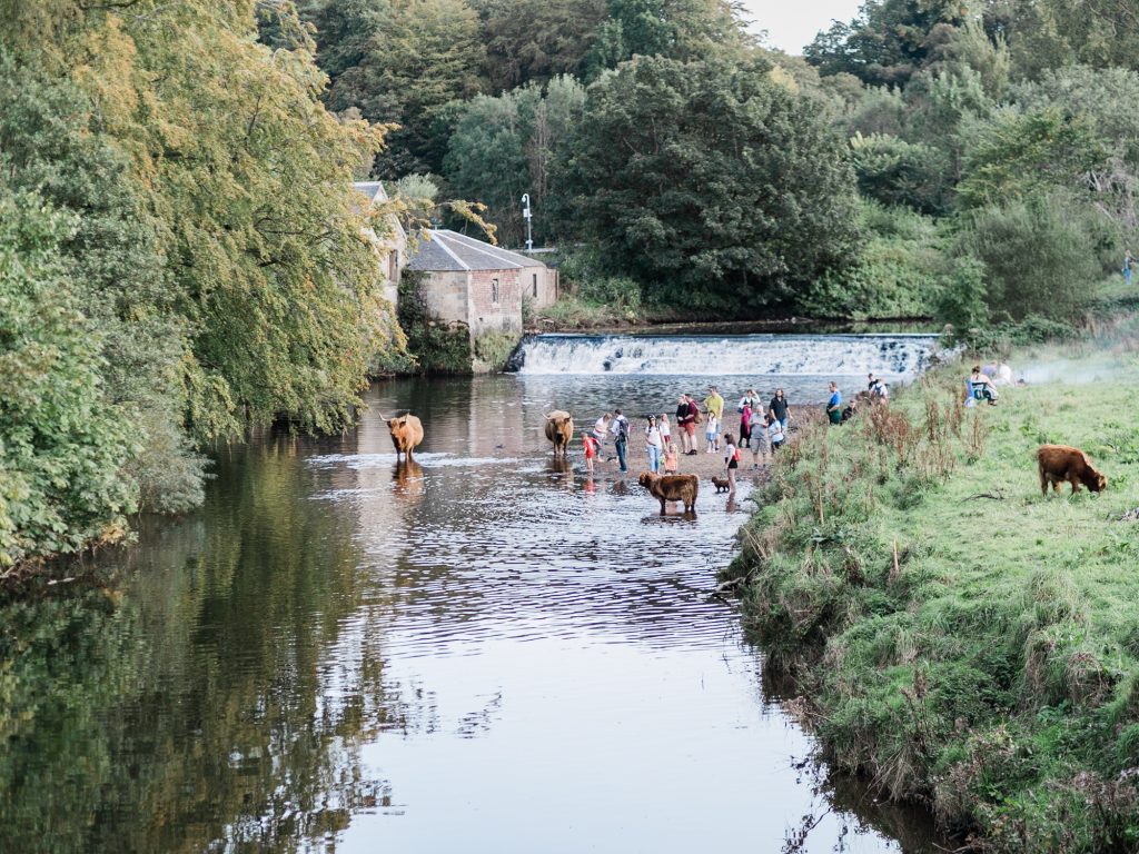 Pollock House scene with highland cattle in water