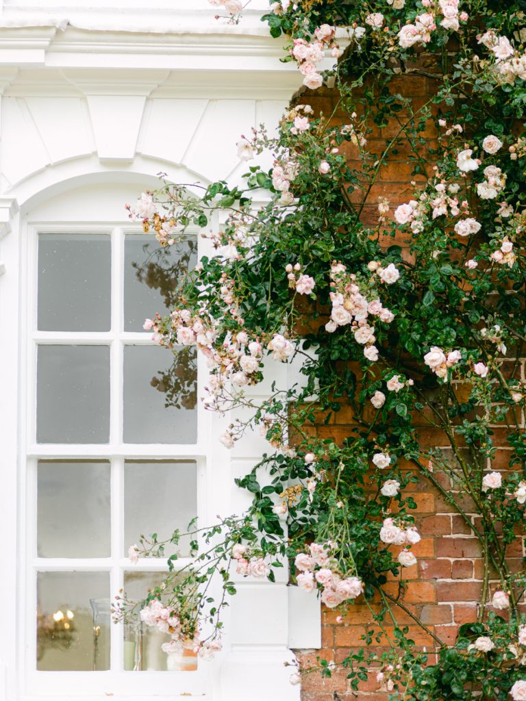 Detail shot of a climbing rose on the exterior of Iscoyd Park.